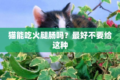 貓能吃火腿腸嗎？最好不要給這種