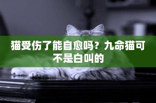 貓受傷了能自愈嗎？九命貓可不是白叫的