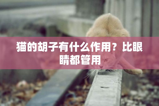 貓的胡子有什么作用？比眼睛都管用