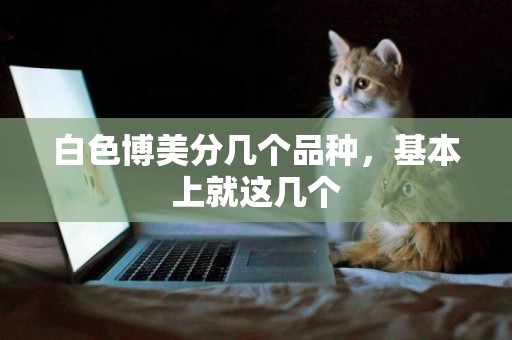 白色博美分幾個品種，基本上就這幾個