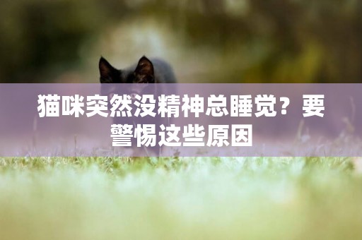 貓咪突然沒精神總睡覺？要警惕這些原因