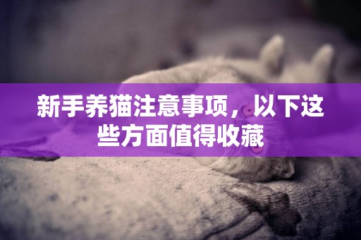 新手養貓注意事項，以下這些方面值得收藏
