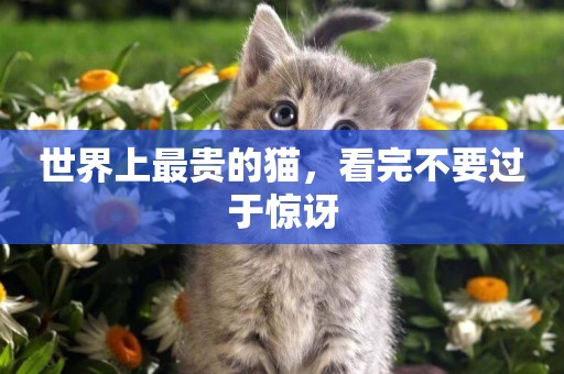 世界上最貴的貓，看完不要過于驚訝