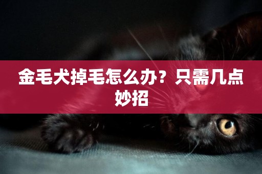 金毛犬掉毛怎么辦？只需幾點妙招