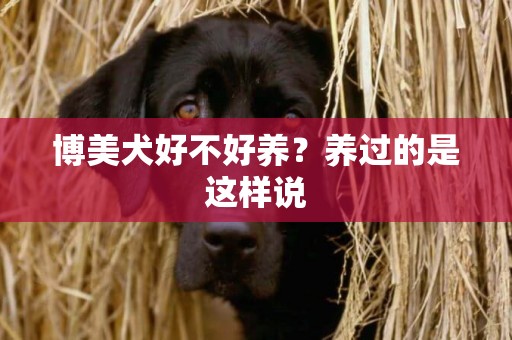 博美犬好不好養？養過的是這樣說