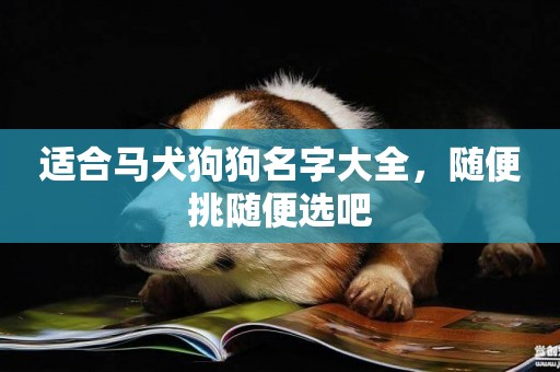 適合馬犬狗狗名字大全，隨便挑隨便選吧