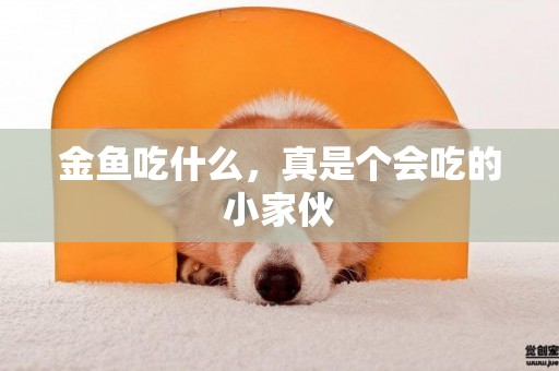 金魚吃什么，真是個會吃的小家伙