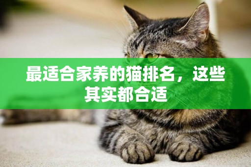 最適合家養的貓排名，這些其實都合適