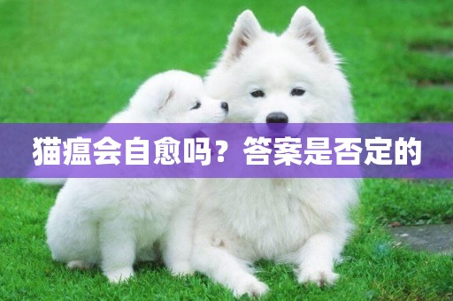 貓瘟會自愈嗎？答案是否定的