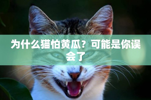 為什么貓怕黃瓜？可能是你誤會了