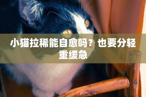 小貓拉稀能自愈嗎？也要分輕重緩急
