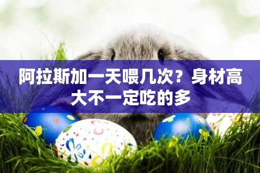 阿拉斯加一天喂幾次？身材高大不一定吃的多