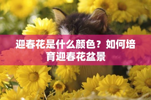 迎春花是什么顏色？如何培育迎春花盆景
