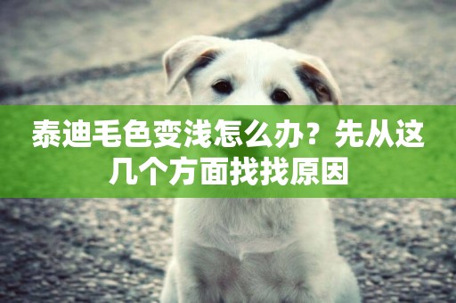 泰迪毛色變淺怎么辦？先從這幾個方面找找原因
