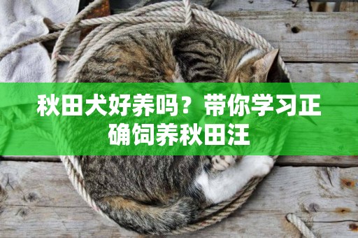 秋田犬好養嗎？帶你學習正確飼養秋田汪