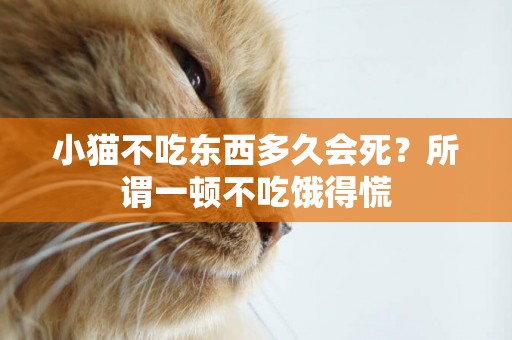 小貓不吃東西多久會死？所謂一頓不吃餓得慌