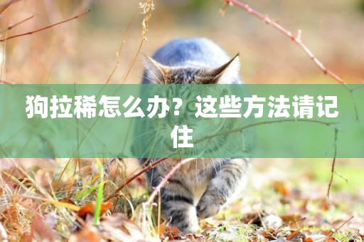 狗拉稀怎么辦？這些方法請記住