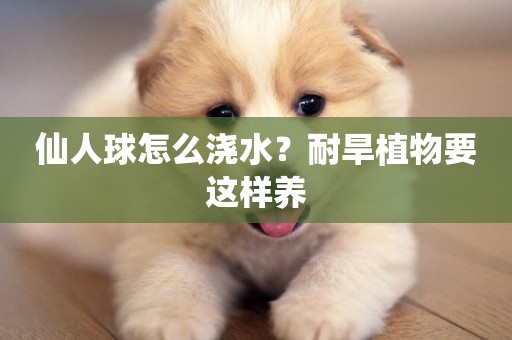 仙人球怎么澆水？耐旱植物要這樣養