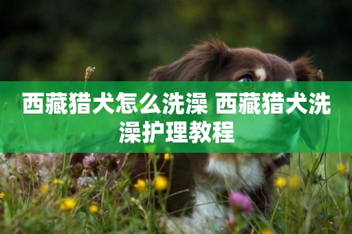 西藏獵犬怎么洗澡 西藏獵犬洗澡護理教程