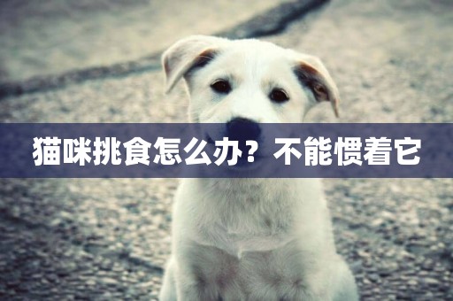 貓咪挑食怎么辦？不能慣著它