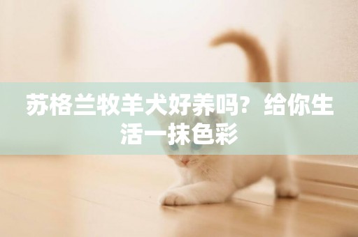 蘇格蘭牧羊犬好養嗎?  給你生活一抹色彩