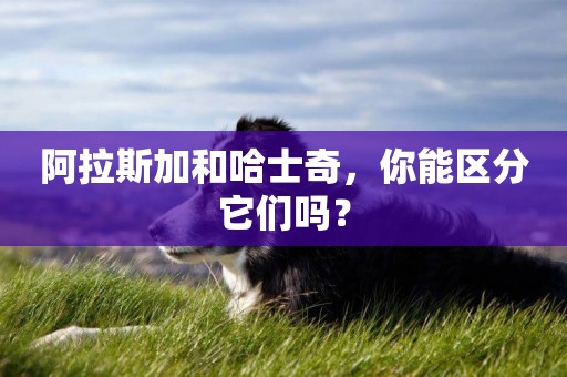 阿拉斯加和哈士奇，你能區分它們嗎？