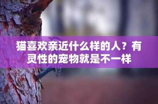 貓喜歡親近什么樣的人？有靈性的寵物就是不一樣