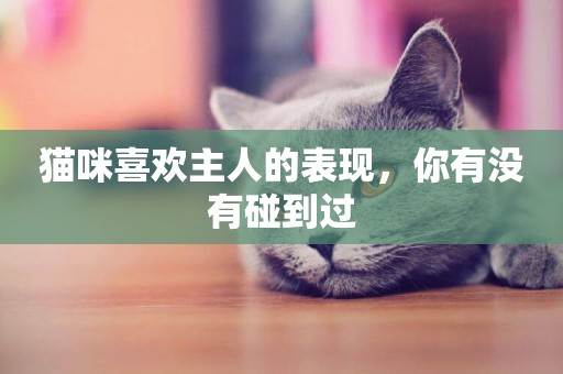 貓咪喜歡主人的表現，你有沒有碰到過