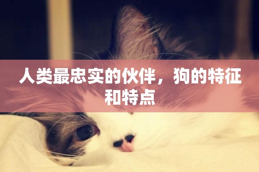 人類最忠實的伙伴，狗的特征和特點