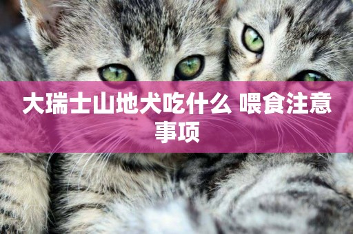 大瑞士山地犬吃什么 喂食注意事項