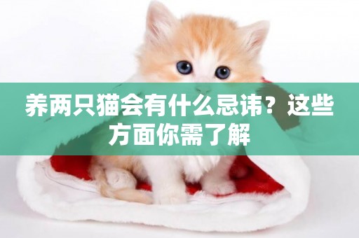 養兩只貓會有什么忌諱？這些方面你需了解