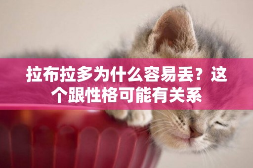 拉布拉多為什么容易丟？這個跟性格可能有關系