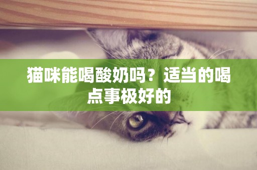 貓咪能喝酸奶嗎？適當的喝點事極好的