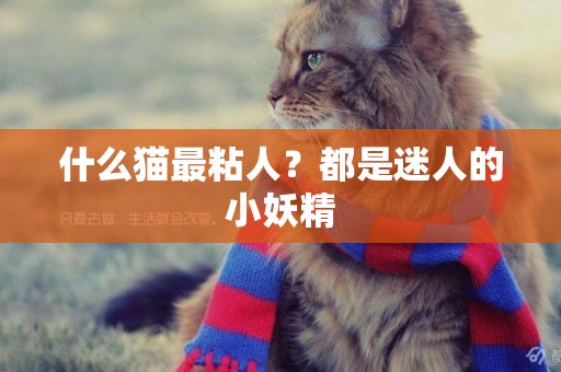 什么貓最粘人？都是迷人的小妖精