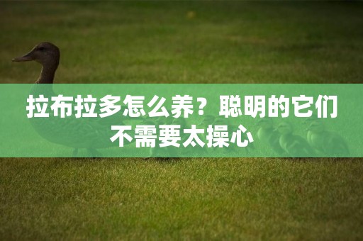 拉布拉多怎么養？聰明的它們不需要太操心