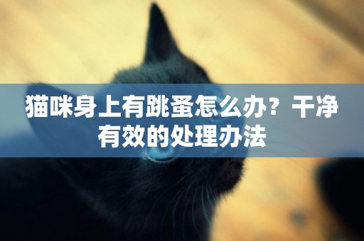 貓咪身上有跳蚤怎么辦？干凈有效的處理辦法