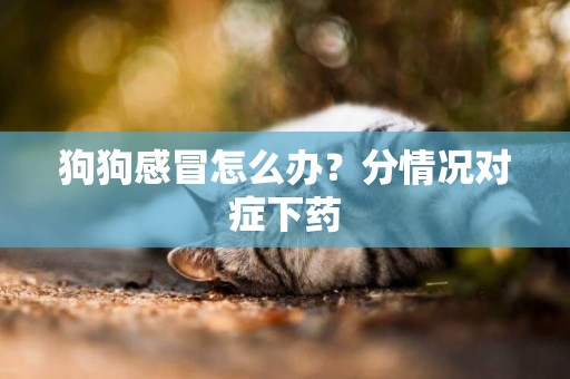 狗狗感冒怎么辦？分情況對癥下藥