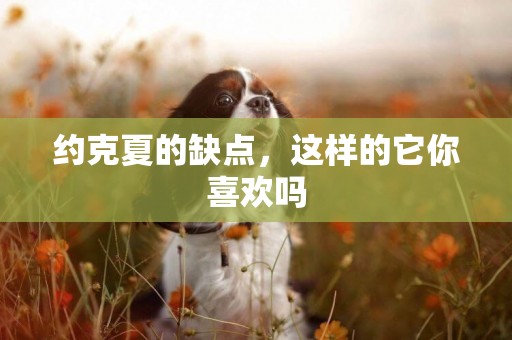 約克夏的缺點，這樣的它你喜歡嗎