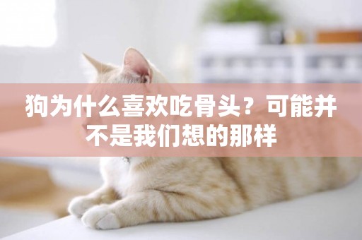 狗為什么喜歡吃骨頭？可能并不是我們想的那樣