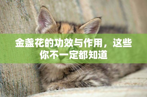 金盞花的功效與作用，這些你不一定都知道
