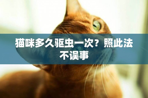 貓咪多久驅蟲一次？照此法不誤事