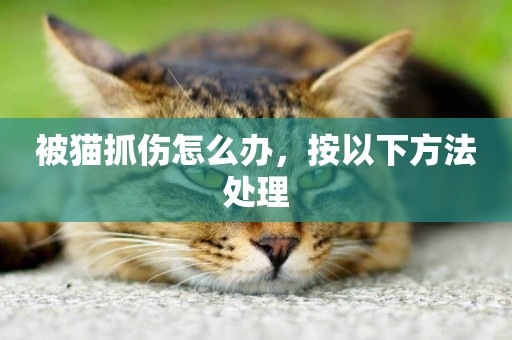 被貓抓傷怎么辦，按以下方法處理