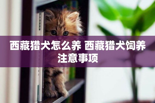 西藏獵犬怎么養 西藏獵犬飼養注意事項