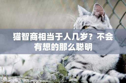 貓智商相當于人幾歲？不會有想的那么聰明
