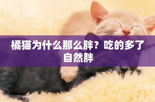 橘貓為什么那么胖？吃的多了自然胖