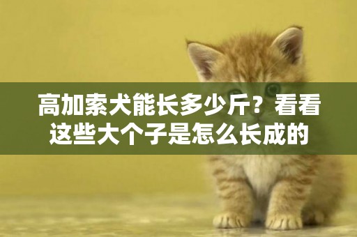 高加索犬能長多少斤？看看這些大個子是怎么長成的