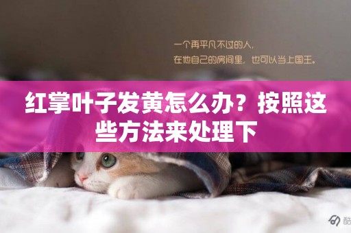 紅掌葉子發黃怎么辦？按照這些方法來處理下