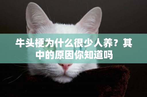 牛頭梗為什么很少人養？其中的原因你知道嗎