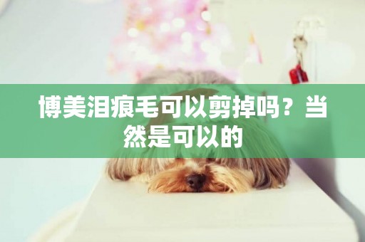 博美淚痕毛可以剪掉嗎？當然是可以的
