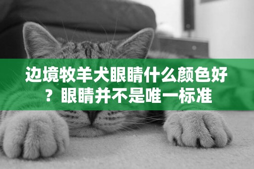 邊境牧羊犬眼睛什么顏色好？眼睛并不是唯一標準